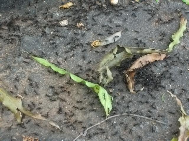 бродячие муравьи